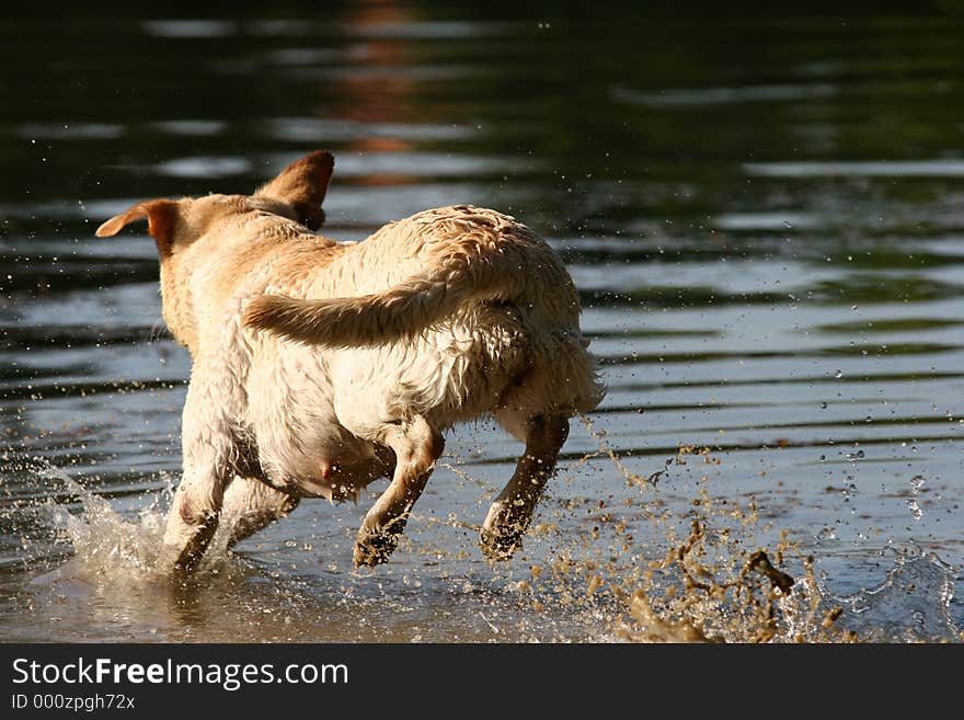 Labrador retriever jumping in the water. Labrador retriever jumping in the water.