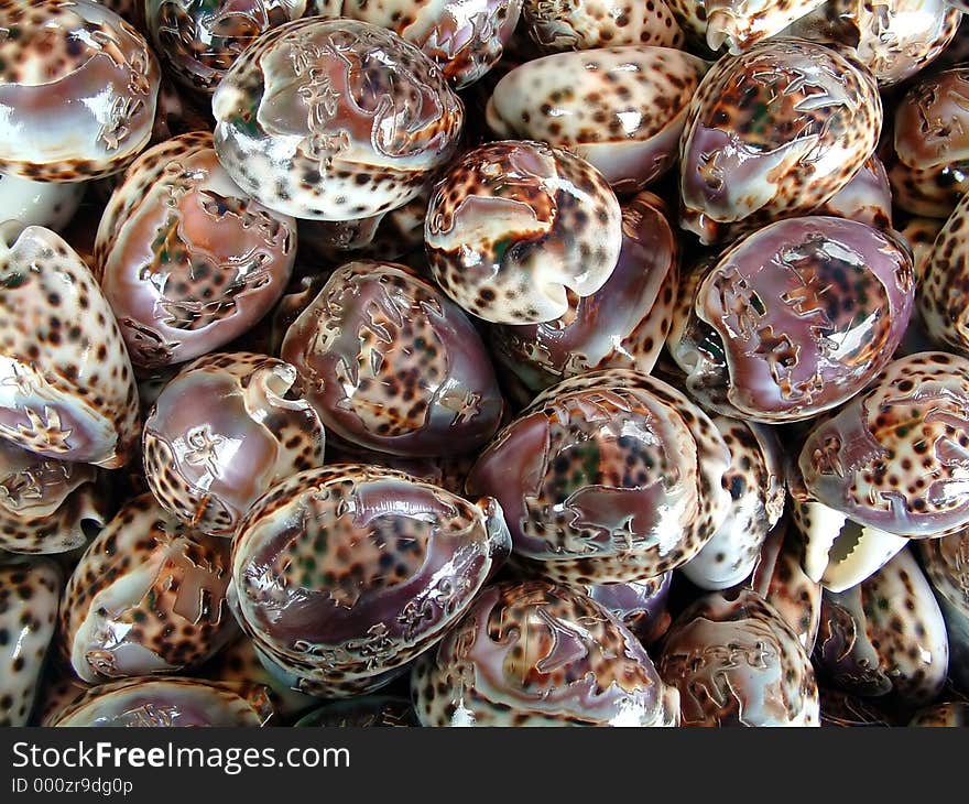 Many beautiful shells collected together.