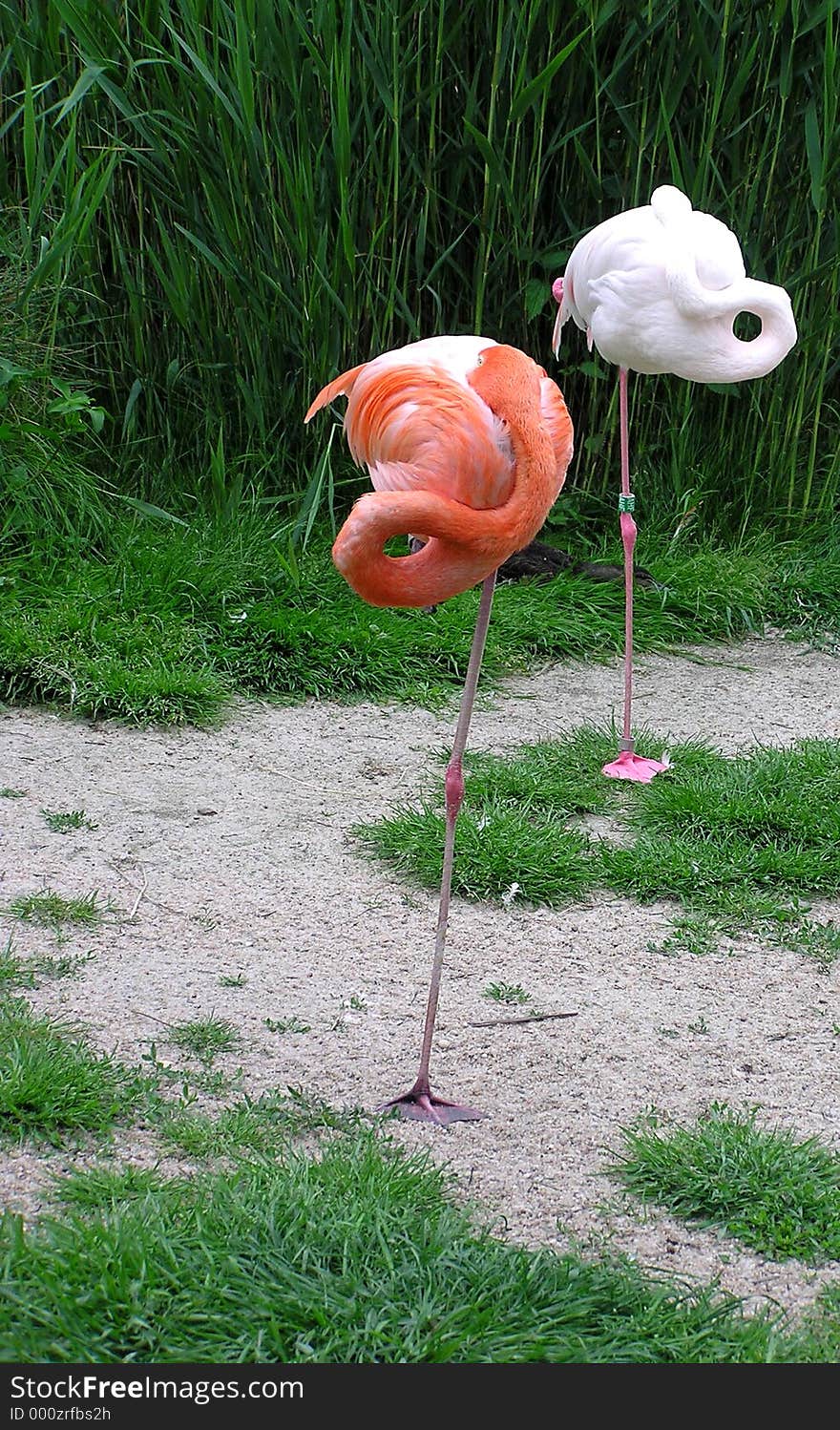 FLAMINGO