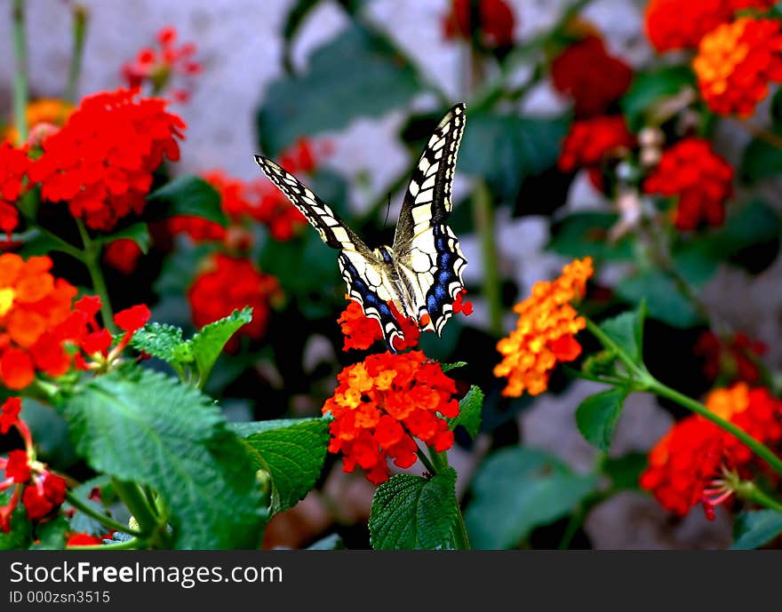 Close up of a butterfly on a red flower