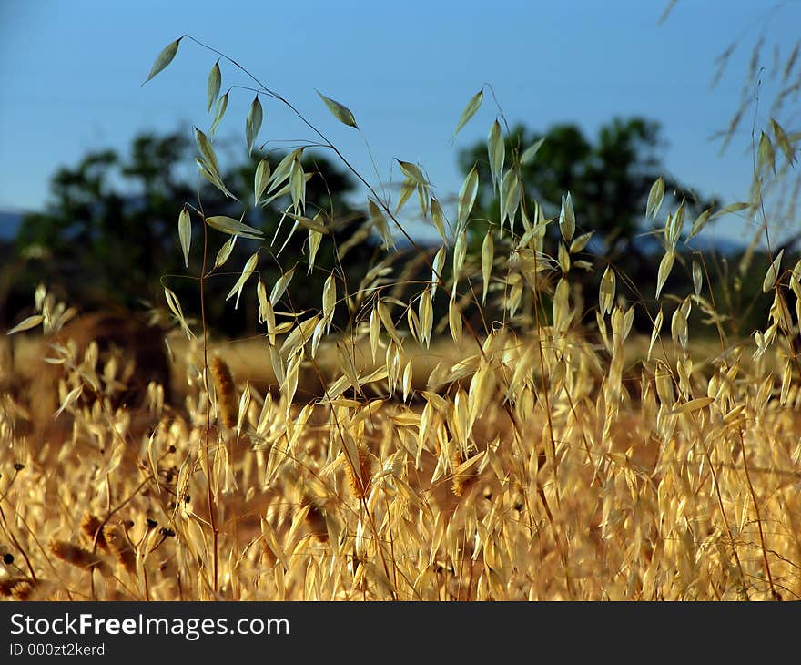 Golden Rye