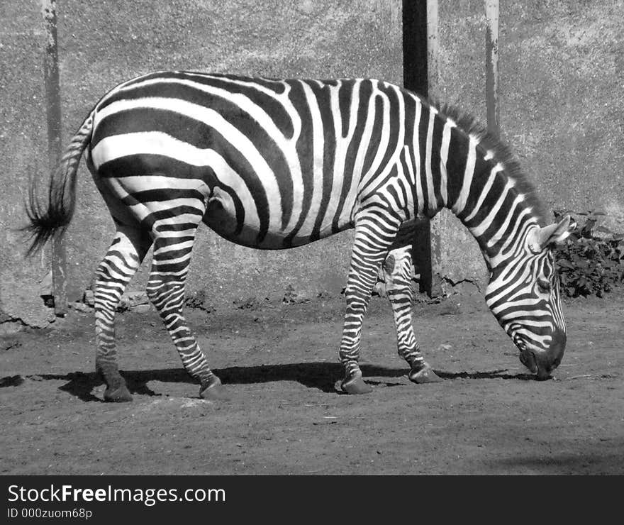 Zebra b/w