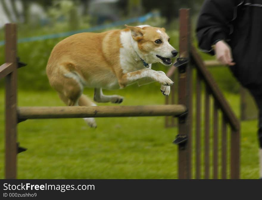 Dog during a hurdle jump. Dog during a hurdle jump