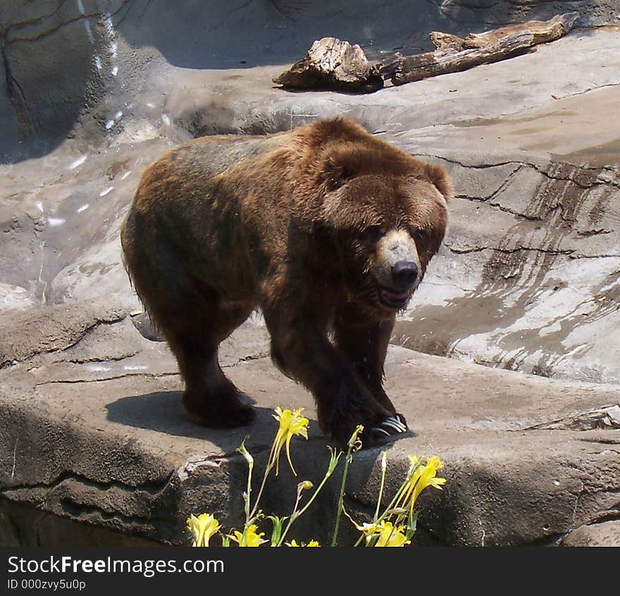 Brown Bear