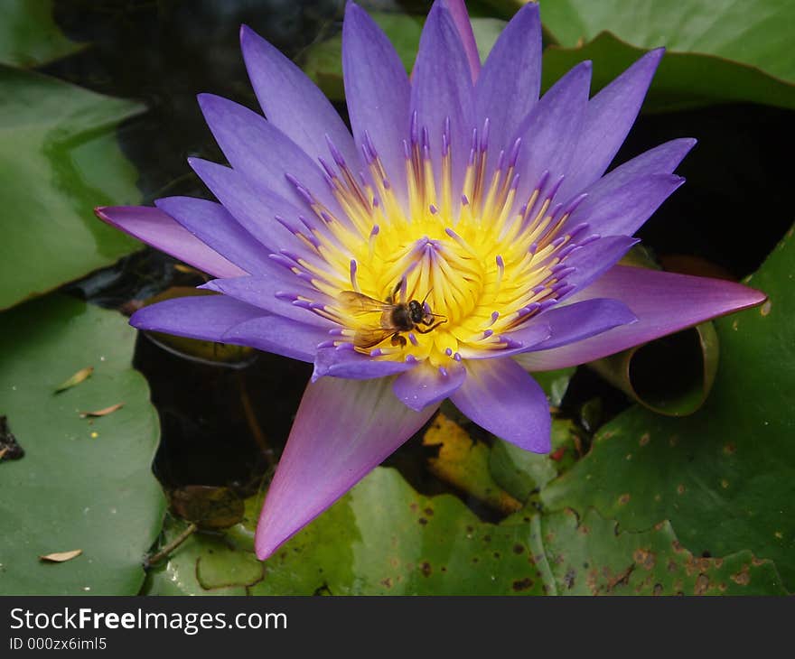 Photo of purple lotus with bee. Photo of purple lotus with bee
