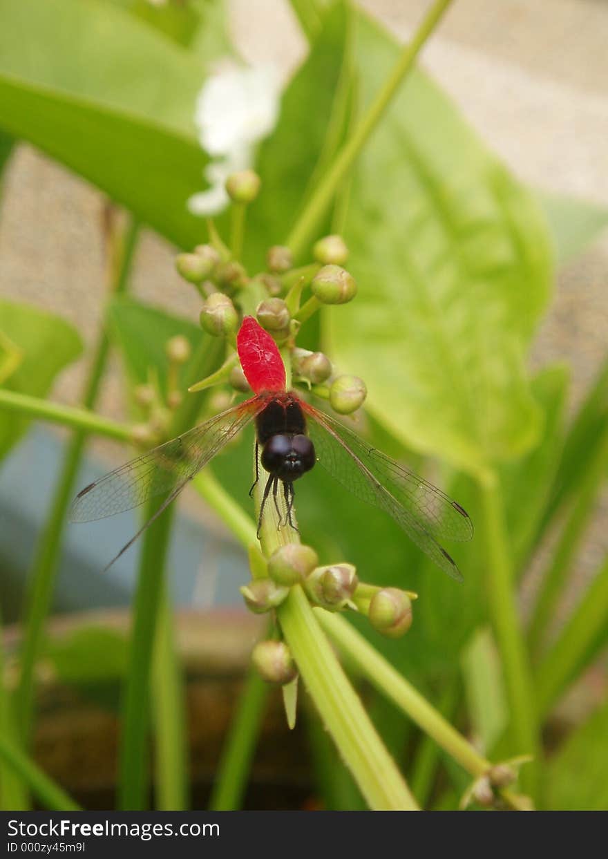 Photo of red dragonfly