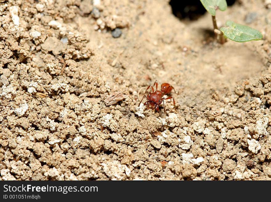 Macro of a red ant leaving its hole, great level of detail. Macro of a red ant leaving its hole, great level of detail