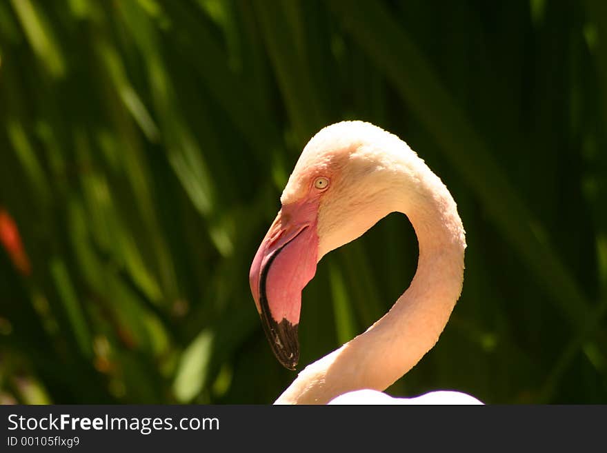 Flamingo