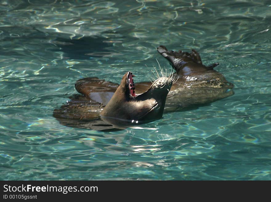 Seal Yawning