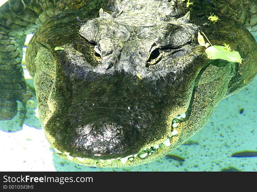 Alligator keeping an eye on me. Alligator keeping an eye on me