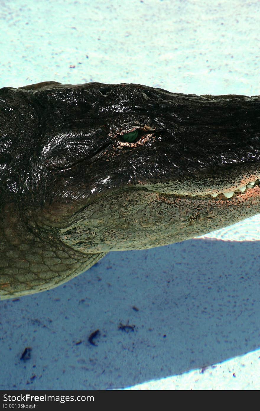 Alligator