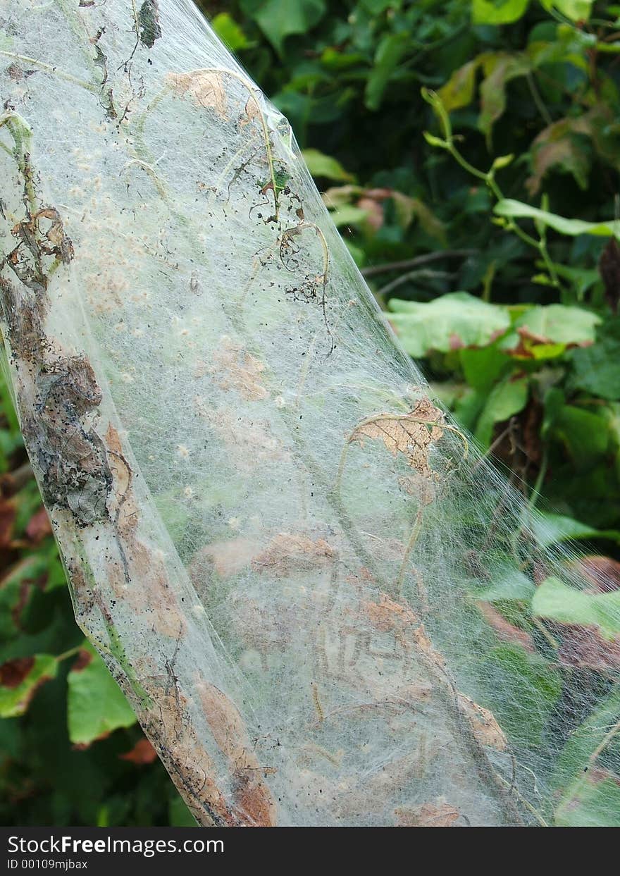 A web that houses worms, which will later become moths. A web that houses worms, which will later become moths.