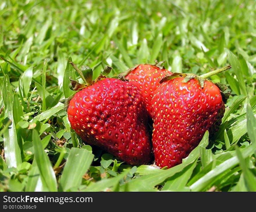 Strawberries on grass, lit by frontal sunlight.