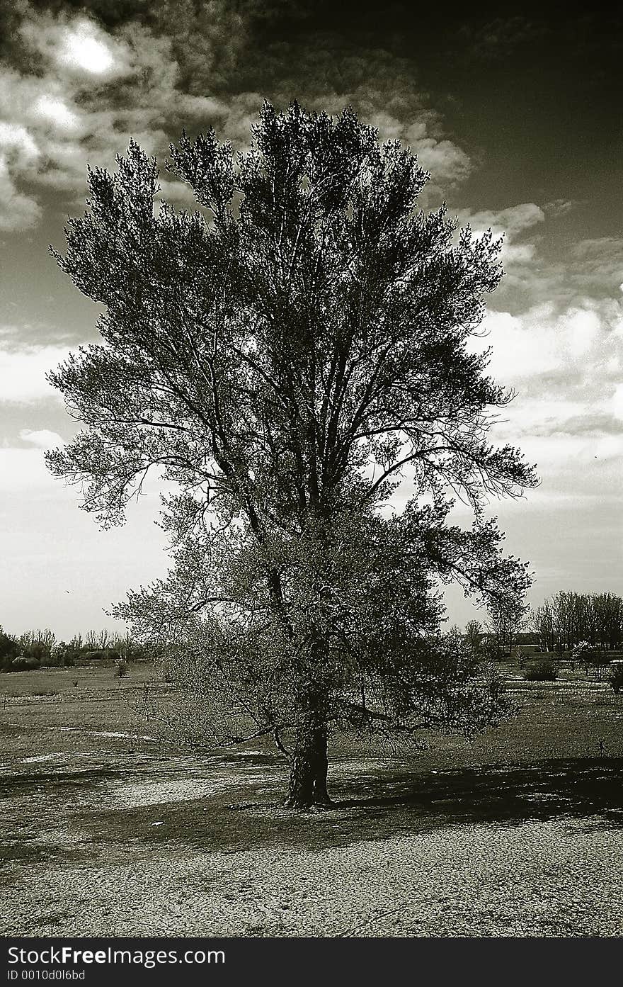 Treeon meadow. Treeon meadow