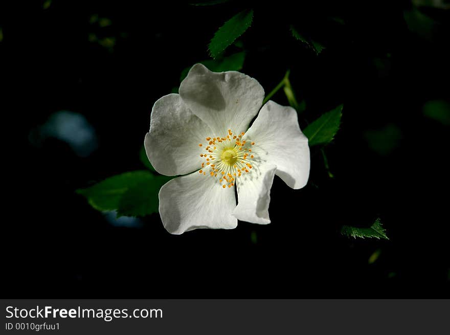 White flower on black background