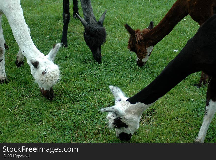 Four llamas eat grass
