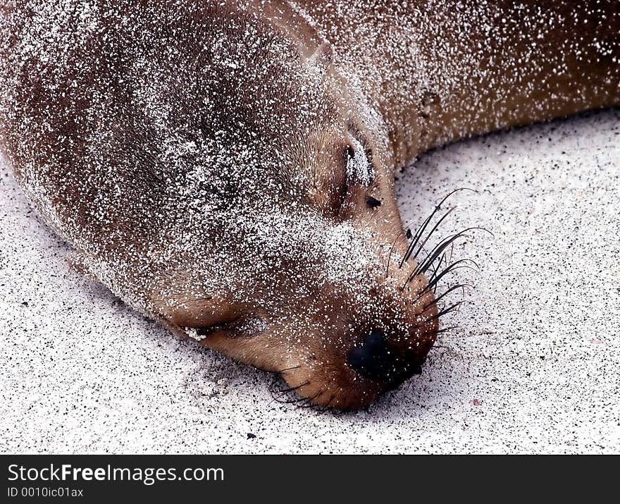 Sea lion