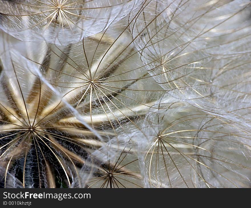 Puffball extreme closeup. Puffball extreme closeup