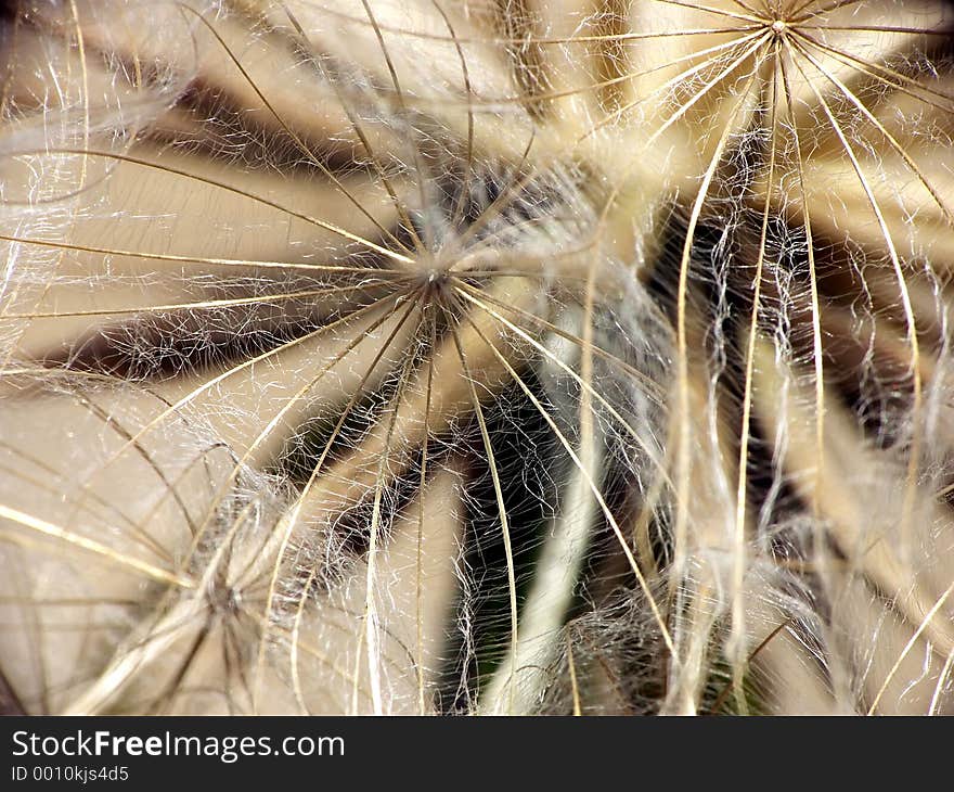 Puffball extreme closeup. Puffball extreme closeup