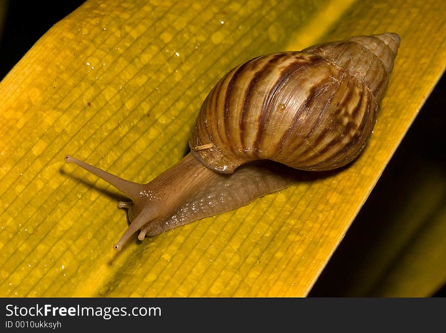 Snail on a Leaf