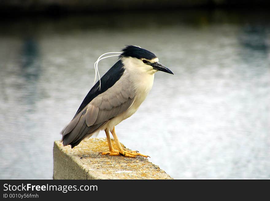 Black Crowned Night Herron. Black Crowned Night Herron