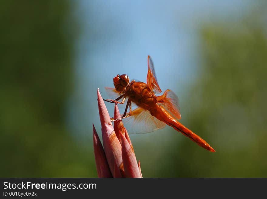 Dragonfly. Dragonfly