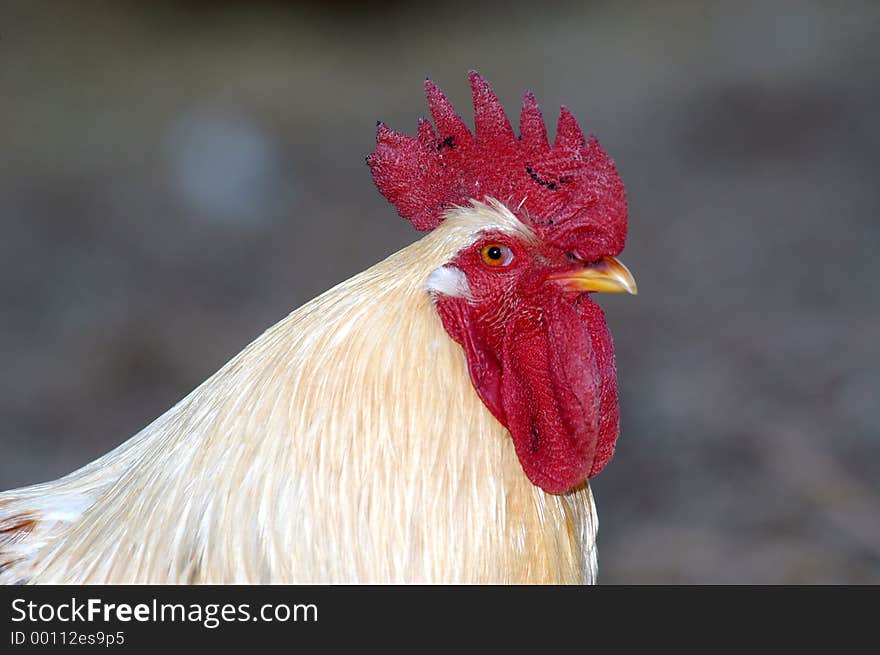 A closeup of a chicken's head. A closeup of a chicken's head.