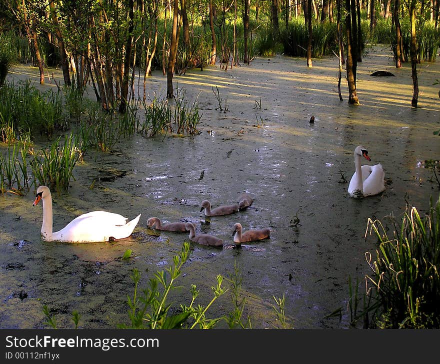 a swan family on Lake Glebokie in Szczecin. a swan family on Lake Glebokie in Szczecin.