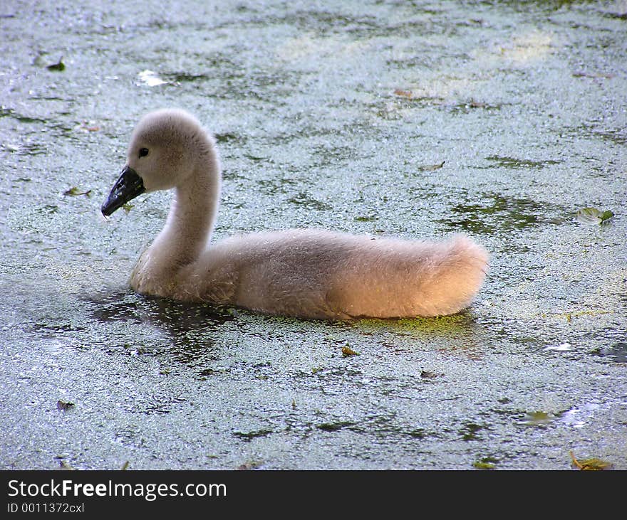 swan chick