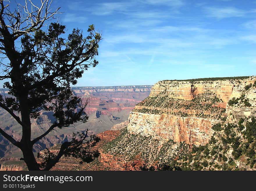 Tree overlooking Grand Canyon with jet tracks in sky. Shot with Canon 20D. Tree overlooking Grand Canyon with jet tracks in sky. Shot with Canon 20D.