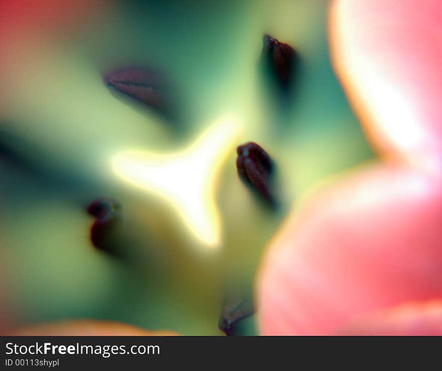Tulip close-up
