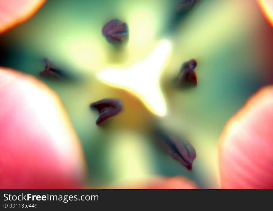 Tulip macro