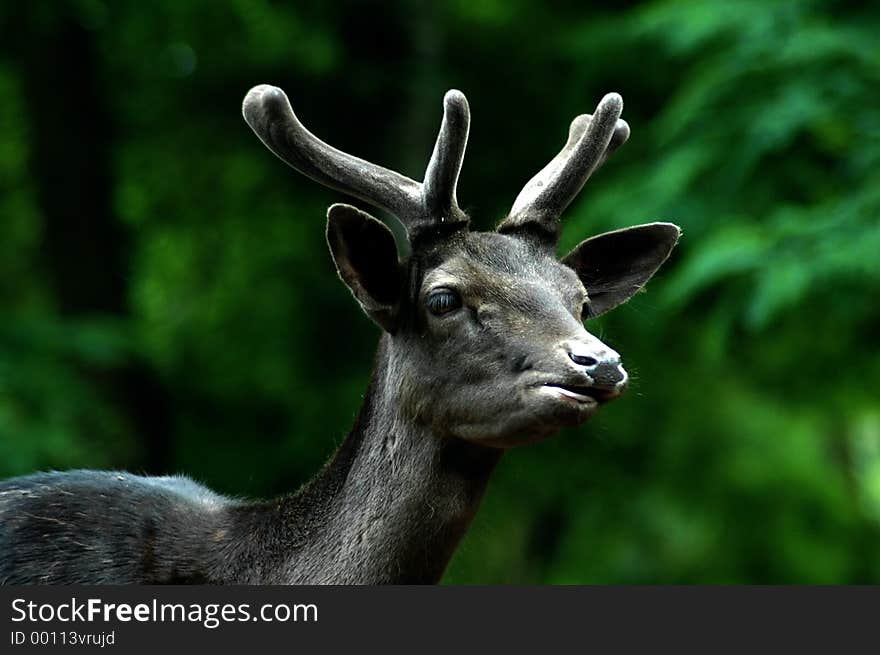 Black buck speaking