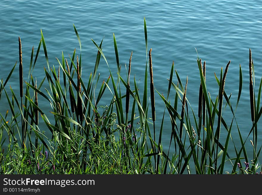 Reed lake bank. Reed lake bank