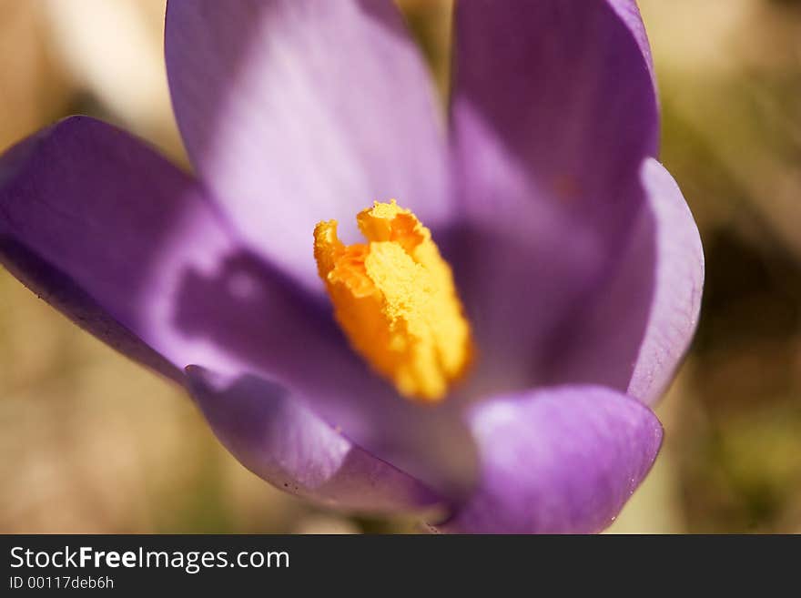 Close-up of a purple flower