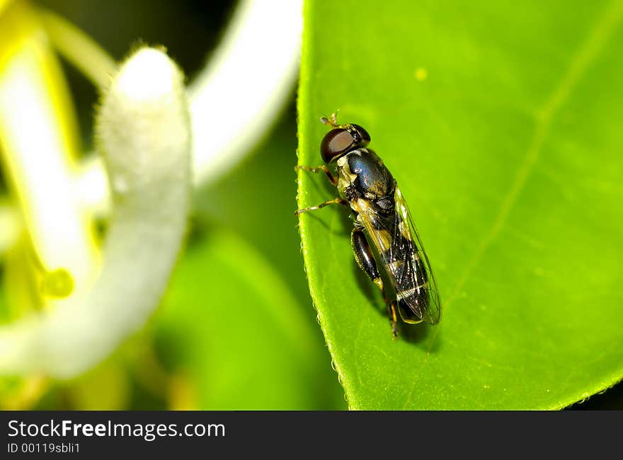 Photo of a Weird Looking Fly. If Someone Knows WHat It Is Please Let Me Know. Photo of a Weird Looking Fly. If Someone Knows WHat It Is Please Let Me Know.