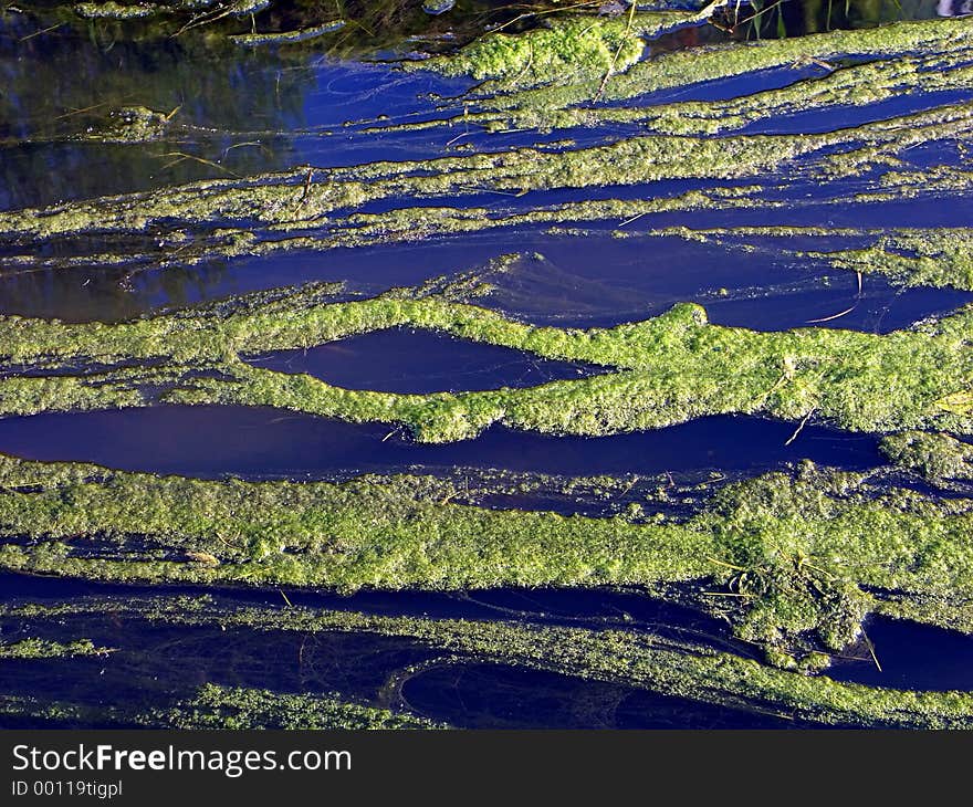 River covered with duckweed. River covered with duckweed