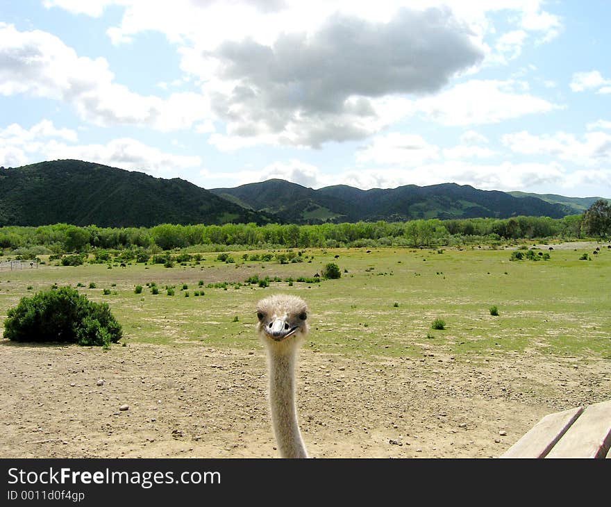 This was taken at an ostrich farm in Santa Barbara, California in April of 2005 with an Olympus C5060 Zoom Digital Camera.