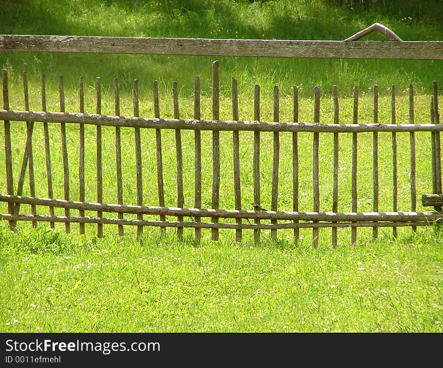 Green grass yard. Green grass yard