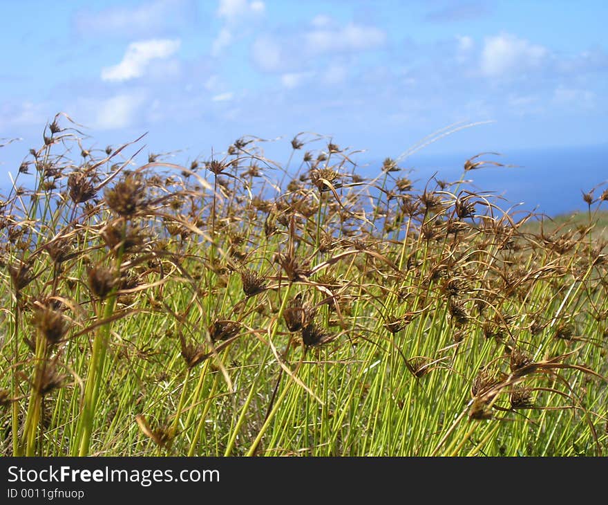 Flowers on the edge of Rano Kau volcano - one of the most colourful places on whole Easter Island. Flowers on the edge of Rano Kau volcano - one of the most colourful places on whole Easter Island