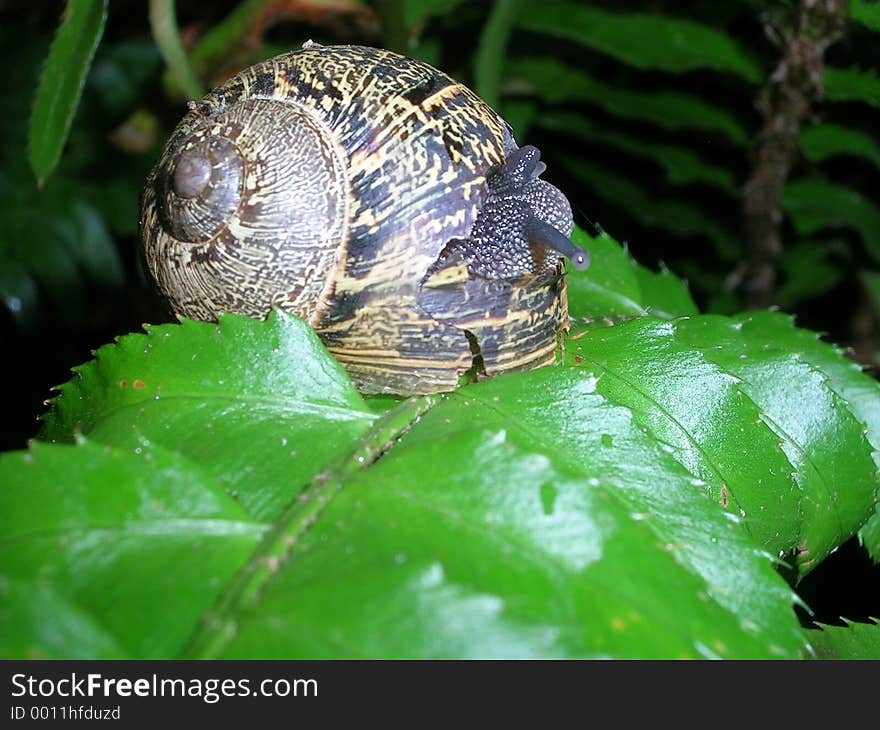 Snail on leaf