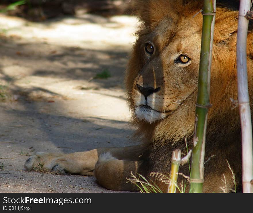 Large male lion resting