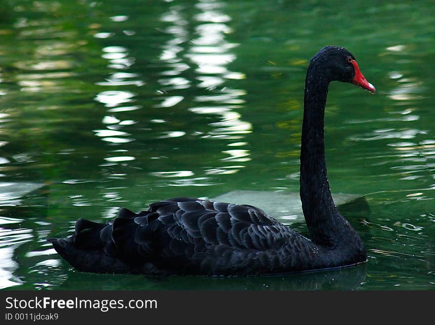 Black Swan