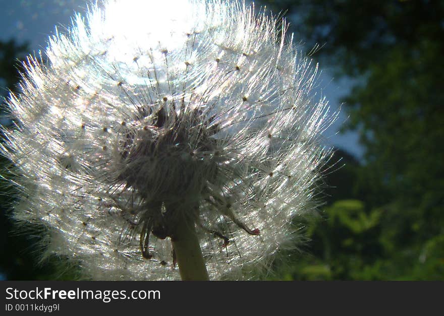 Flower in the sun