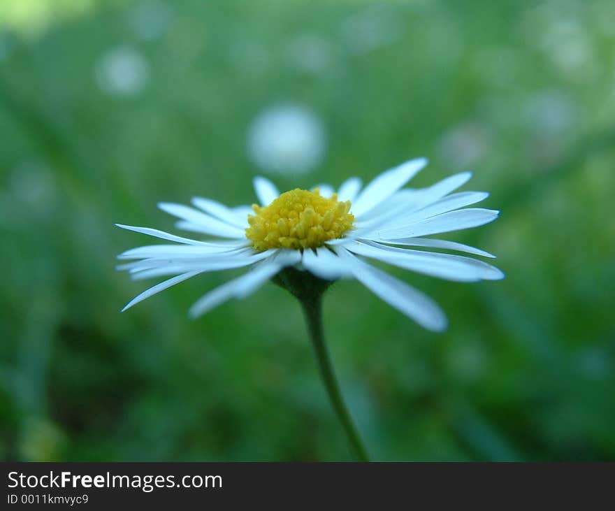 Flower small Margaret