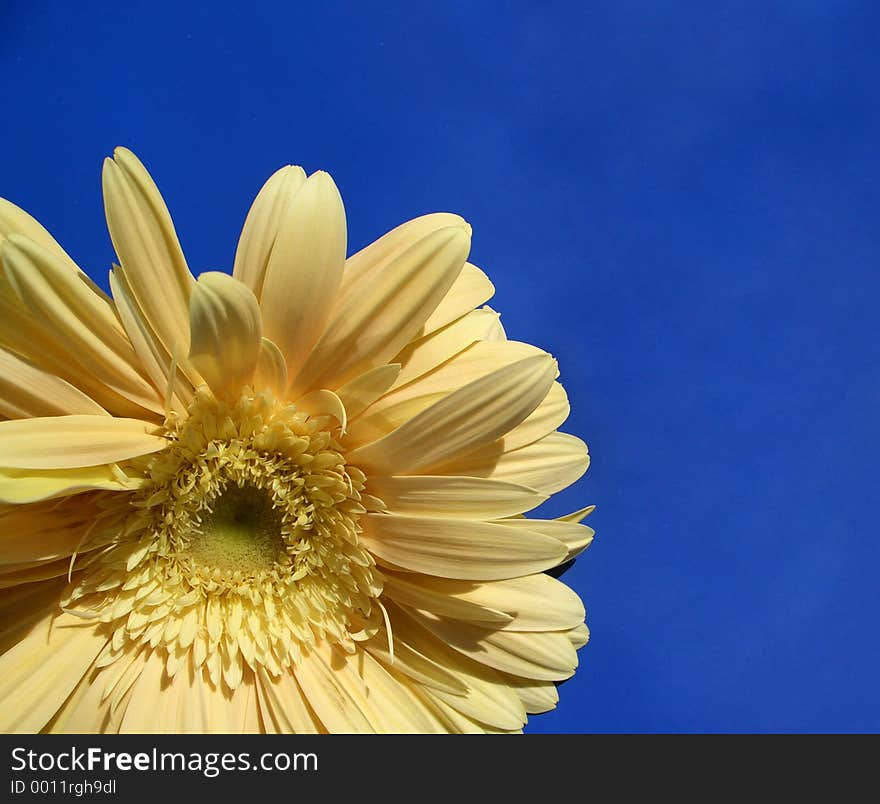 Here is a yellow flower on blue background. Is a sun-flower. Here is a yellow flower on blue background. Is a sun-flower.