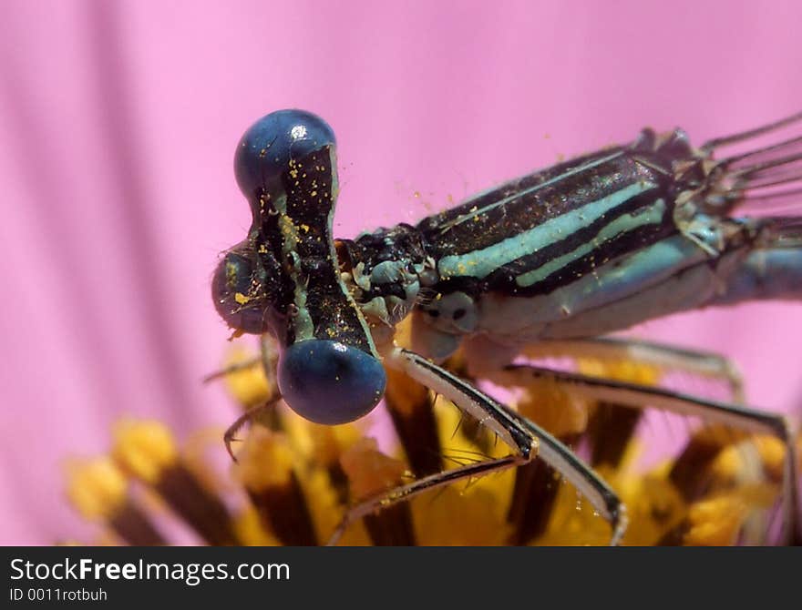 Here is a dragon fly on a flower. Here is a dragon fly on a flower.