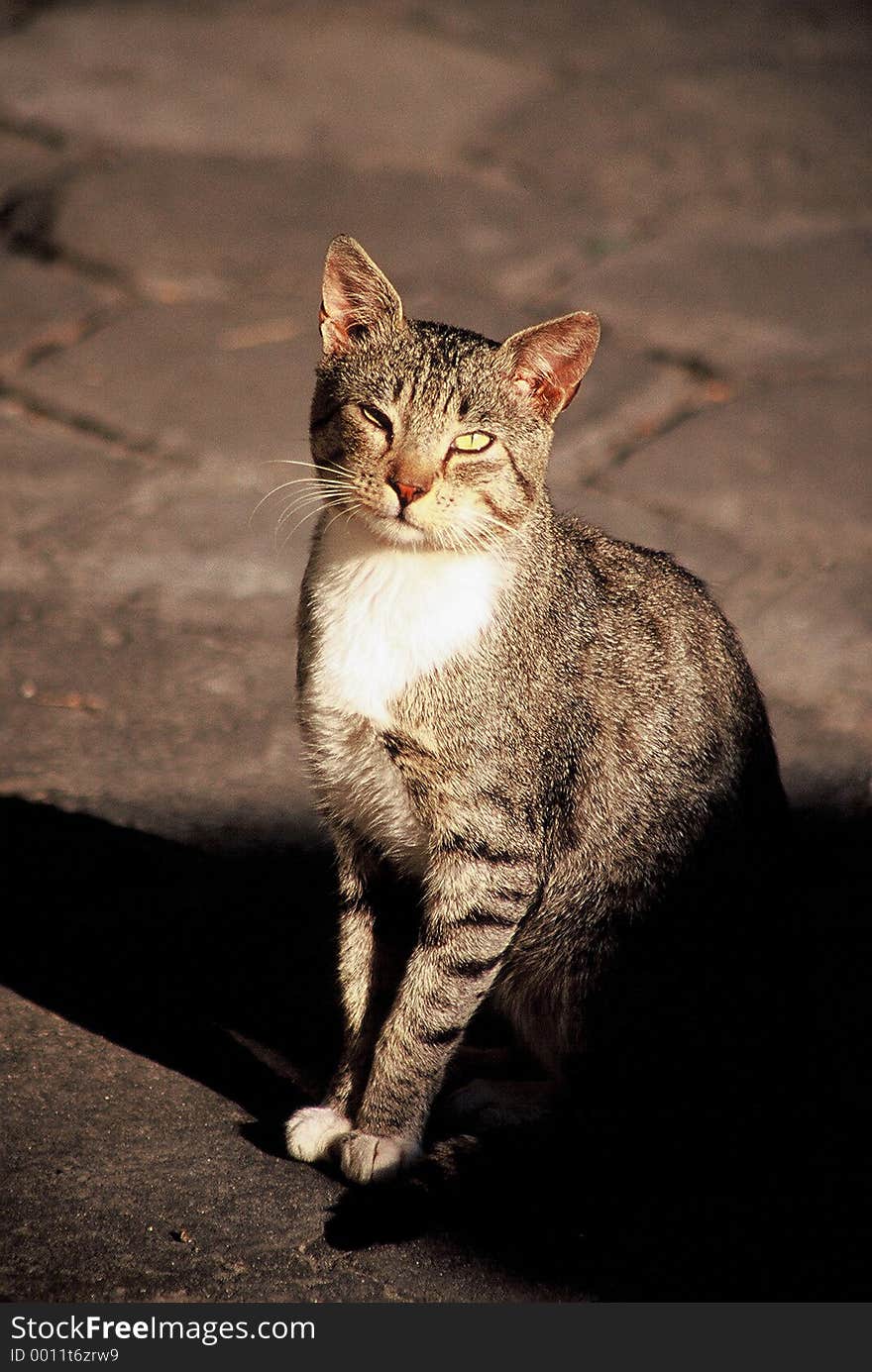 Cat on the cobbles sunlit.