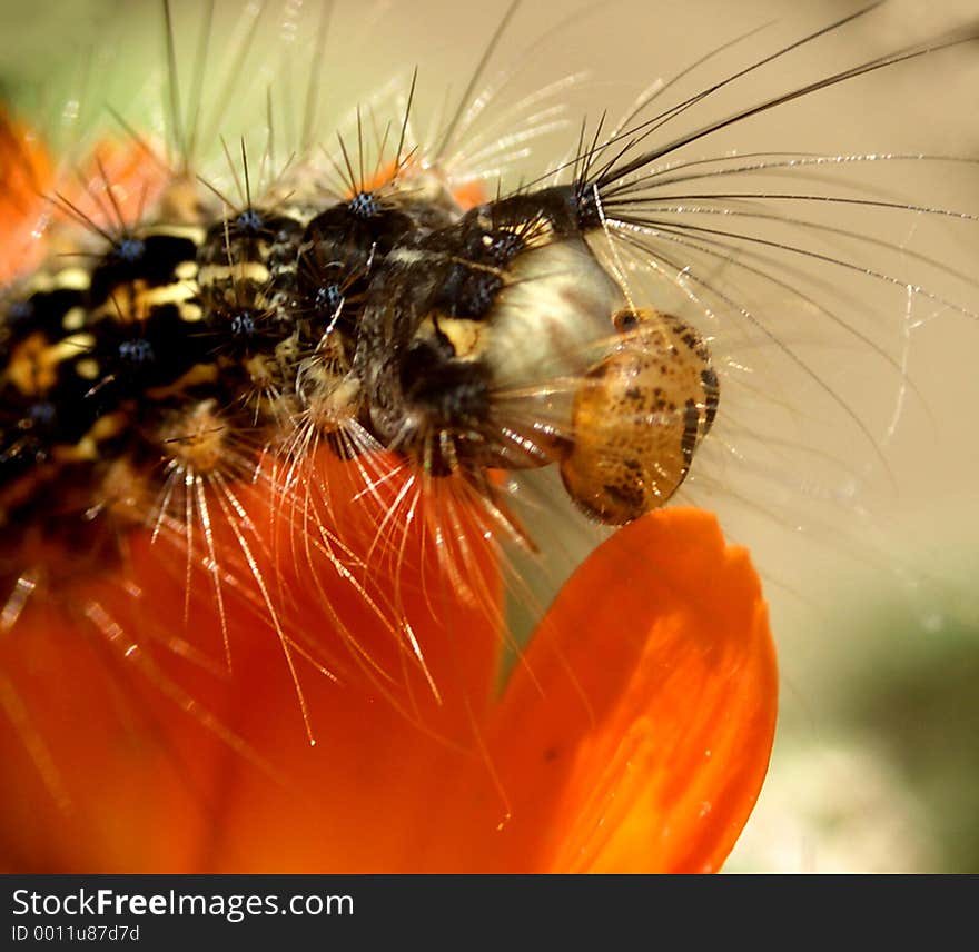 Here is a caterpillar on a yellow flower. Here is a caterpillar on a yellow flower.