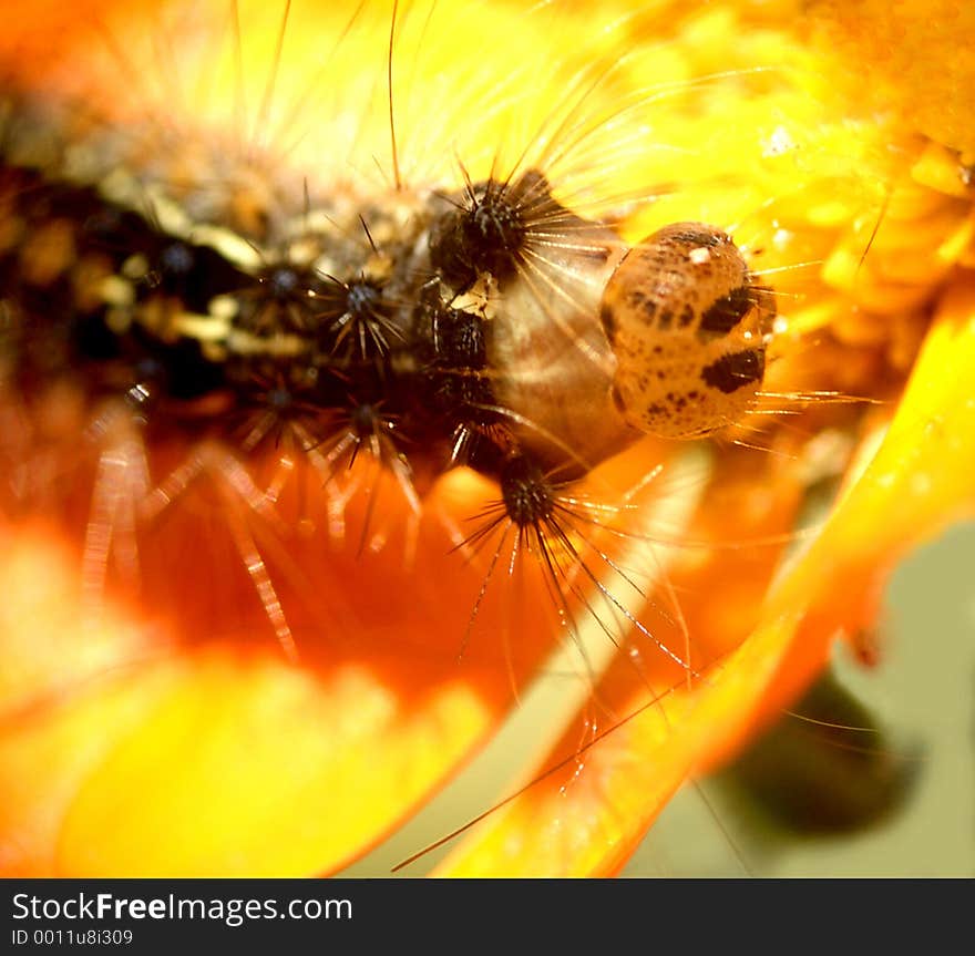 Here is a caterpillar on a yellow flower. Here is a caterpillar on a yellow flower.